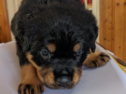 molly 7